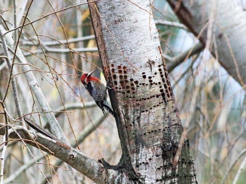 Red-breasted Sapsucker, 照片 4
