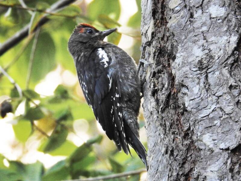 Red-breasted Sapsucker (Sphyrapicus ruber)