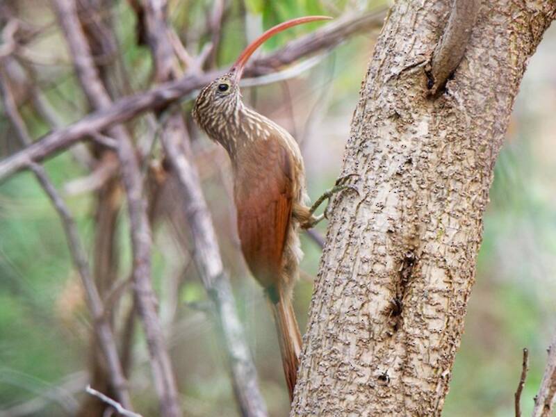 Beccostorto beccorosso - Campylorhamphus trochilirostris