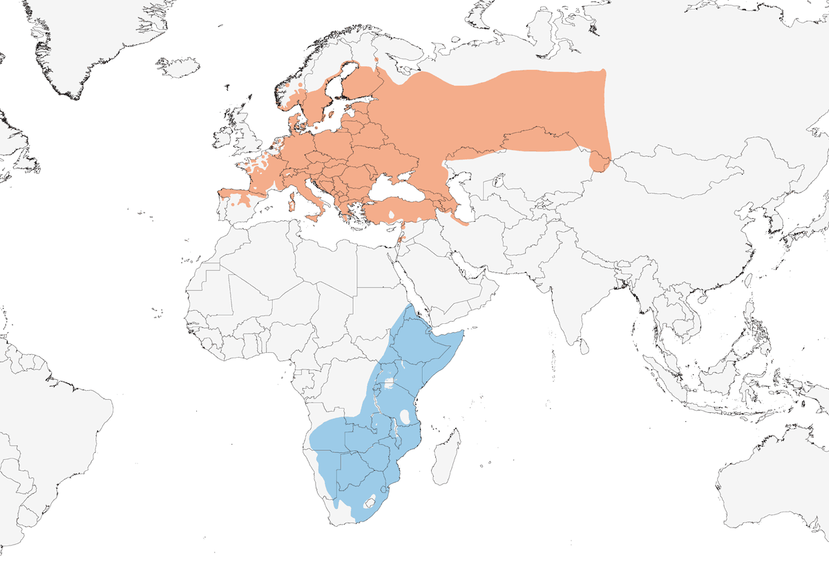 Averla capirossa, Distribuzione 1