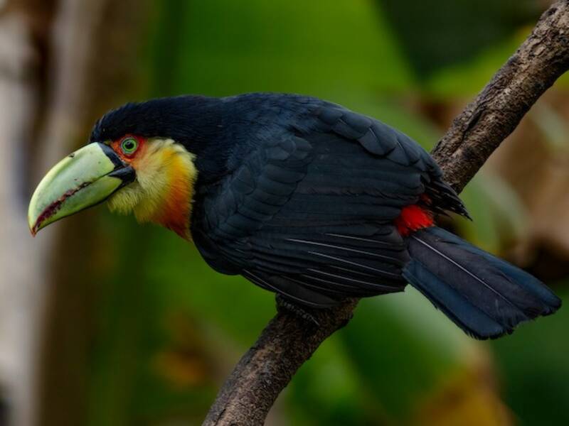 Toucan à ventre rouge