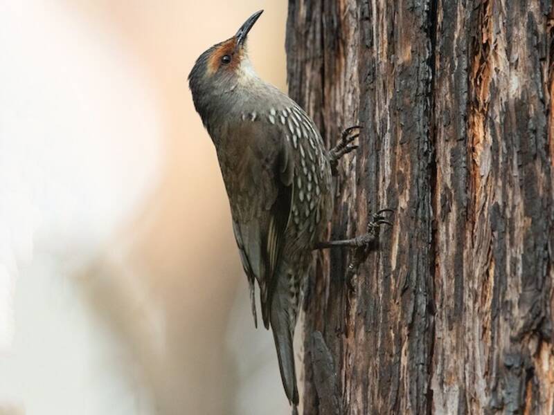 Red-browed Treecreeper, Photos 2