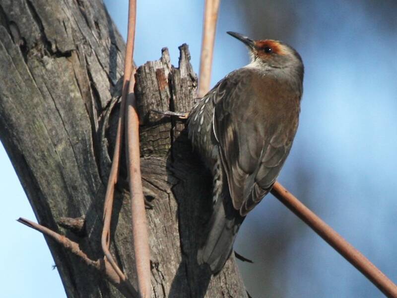 Red-browed Treecreeper, Photos 4