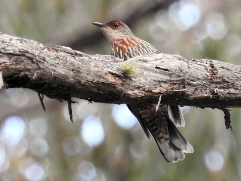 Red-browed Treecreeper, Photos 3