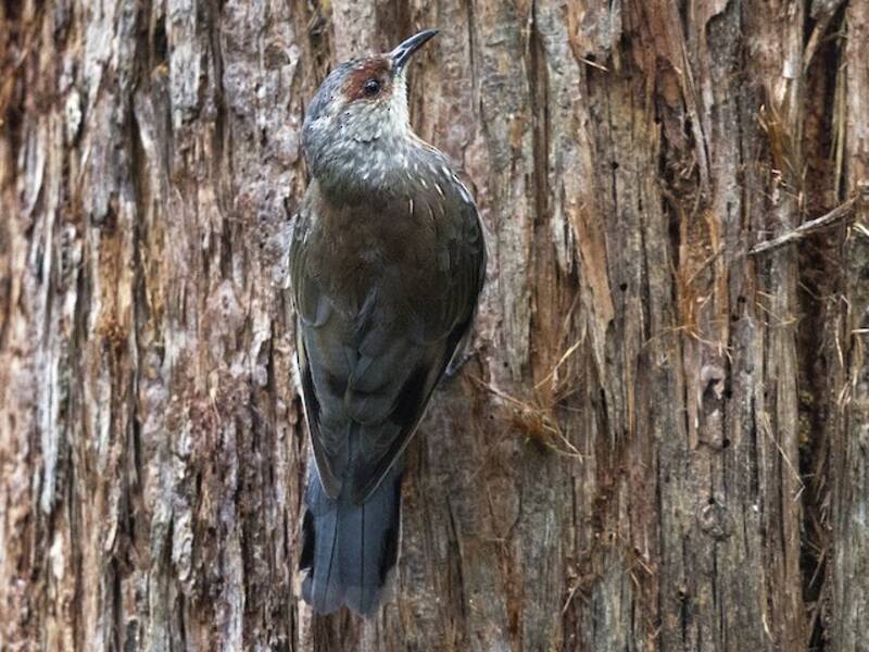 Red-browed Treecreeper