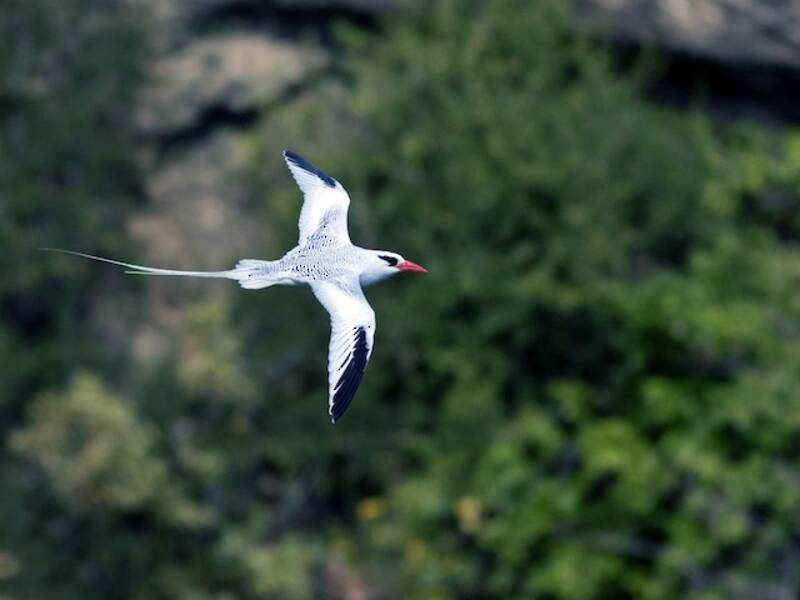 Red-billed Tropicbird (Phaethon aethereus)