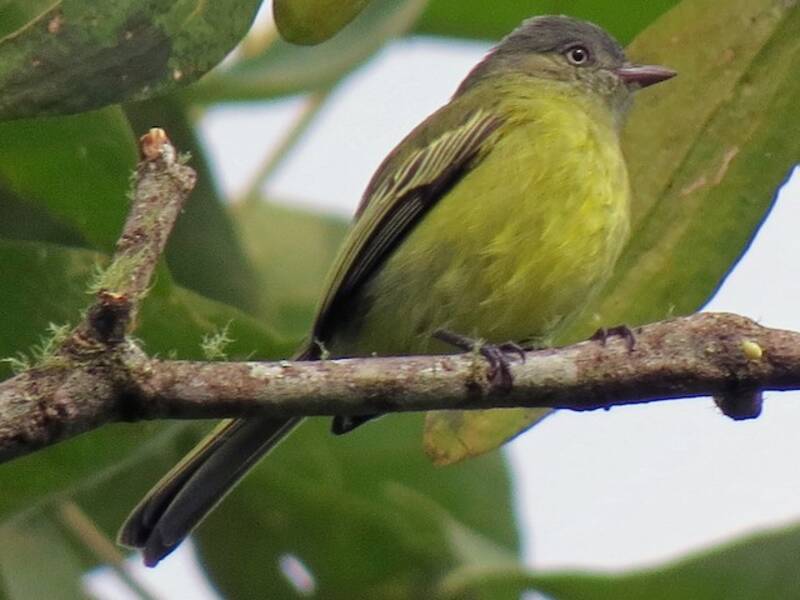 Red-billed Tyrannulet, Photos 4