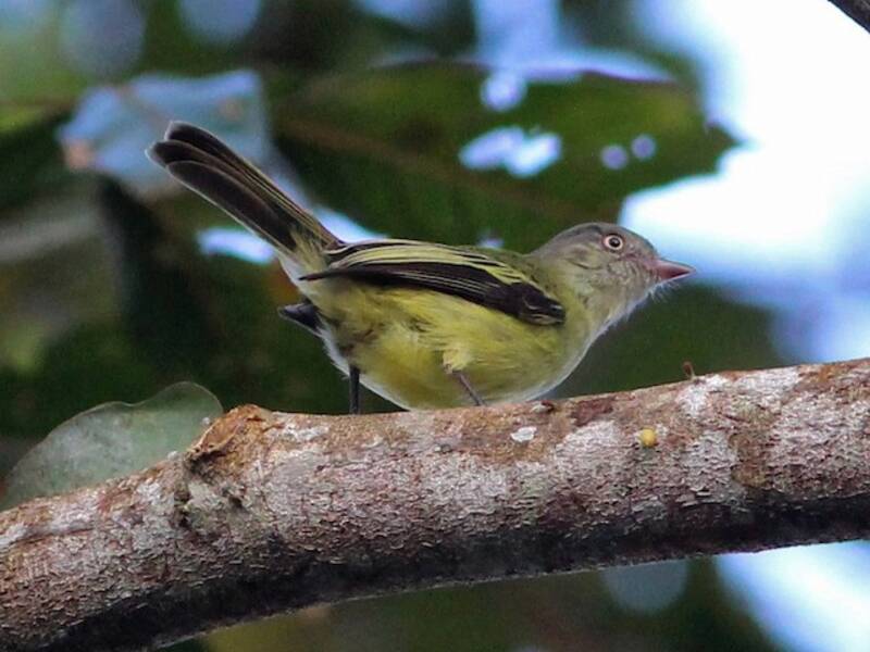 Red-billed Tyrannulet, Photos 2