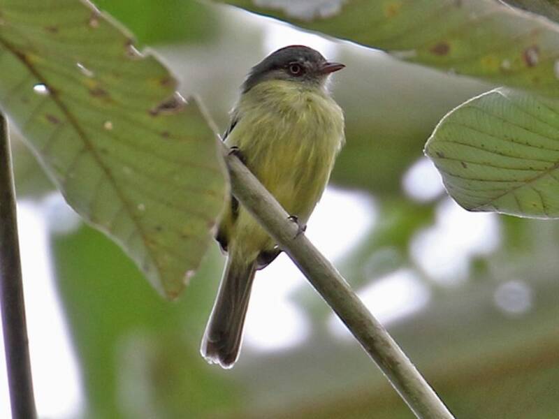 Red-billed Tyrannulet, Photos 3