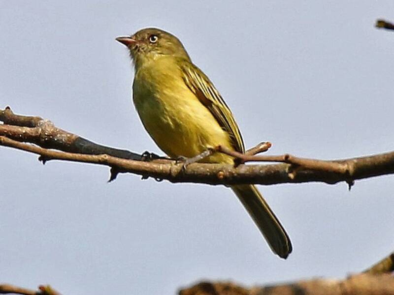 Red-billed Tyrannulet
