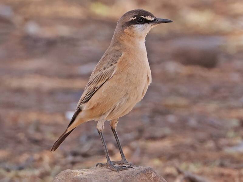Buff-breasted Wheatear, Photos 3