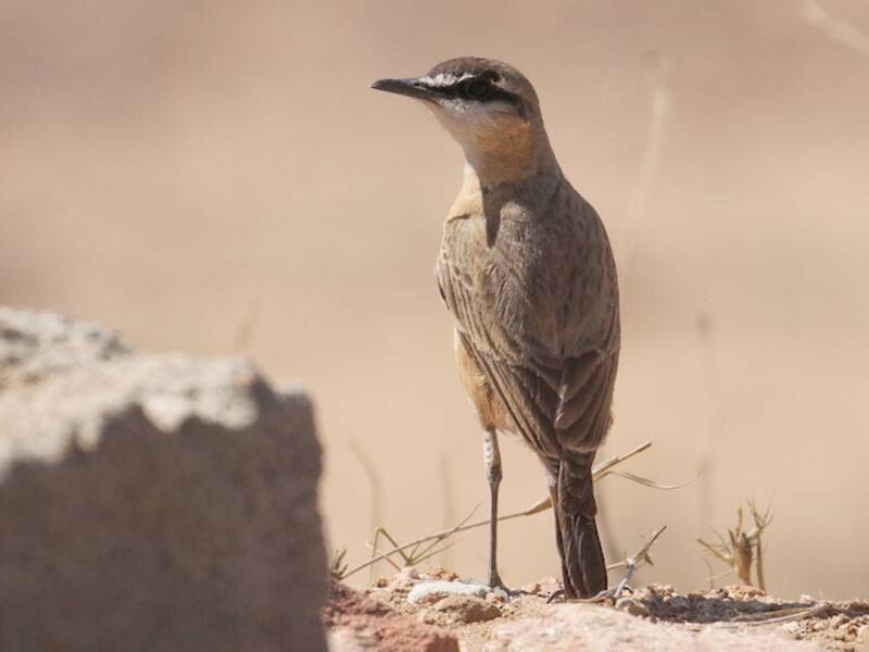 Buff-breasted Wheatear, Photos 2
