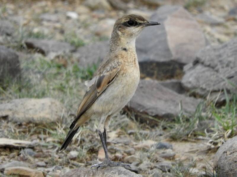 Buff-breasted Wheatear, Photos 4