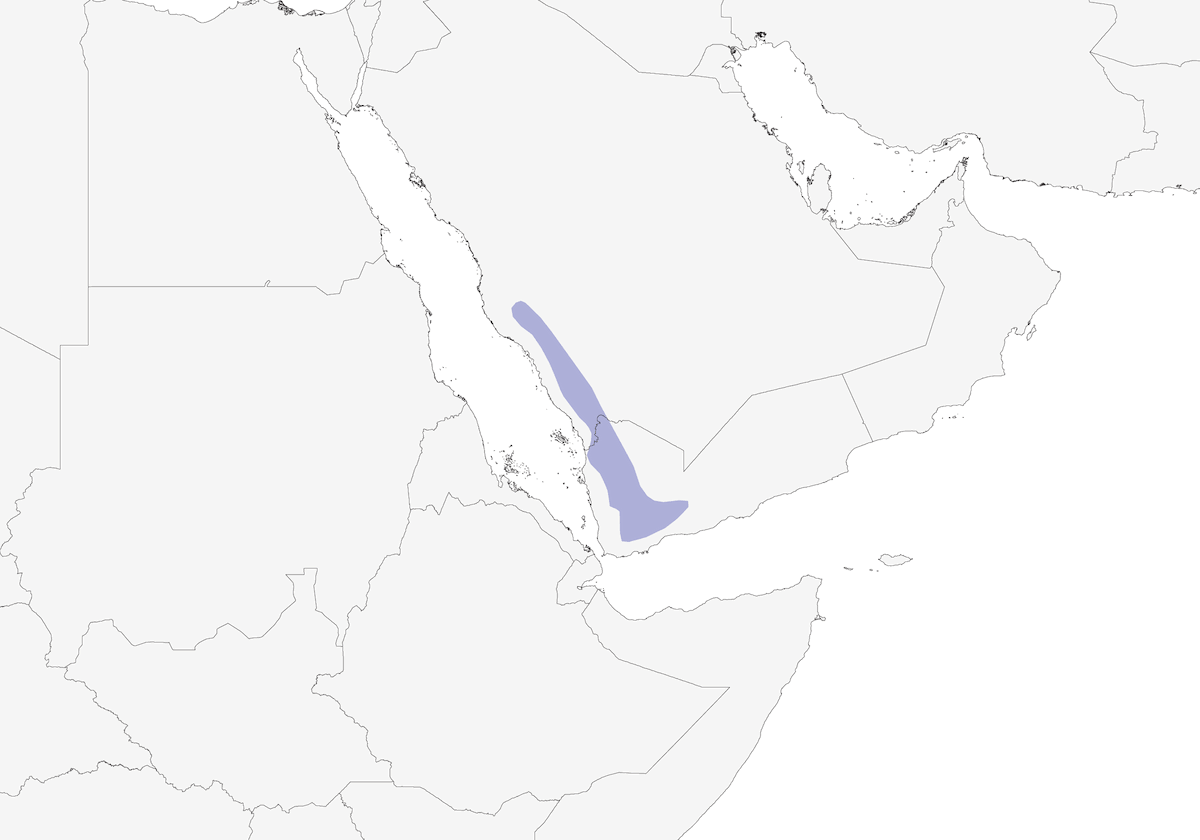 Buff-breasted Wheatear, Distribution 1