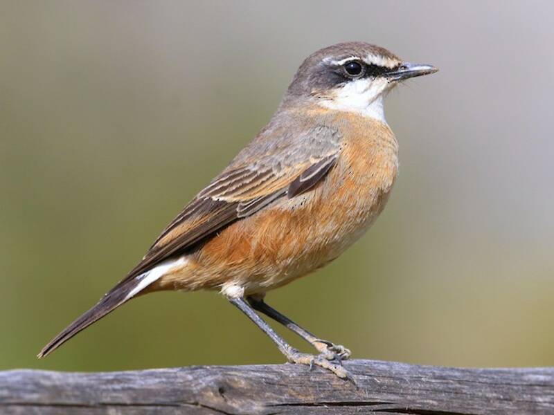 Rusty-breasted Wheatear, Photos 3