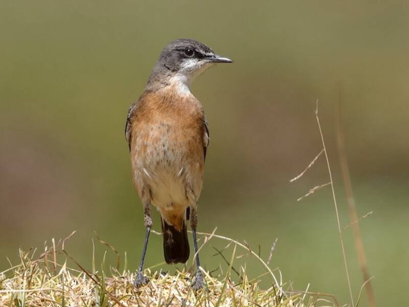 Rusty-breasted Wheatear, Photos 4