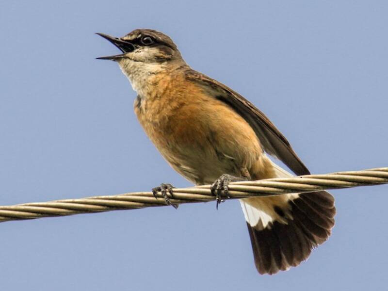 Rusty-breasted Wheatear, Photos 2