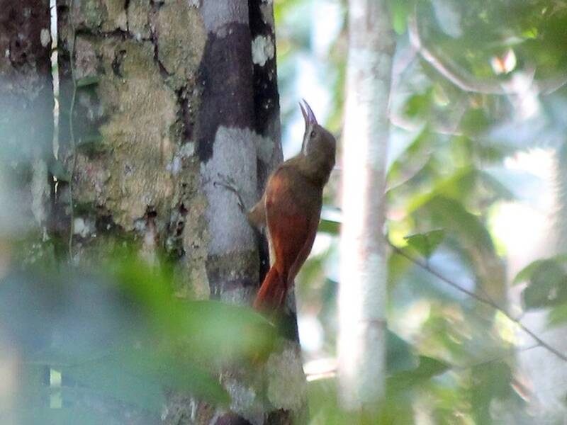 Rampichino beccorosso, Foto 4