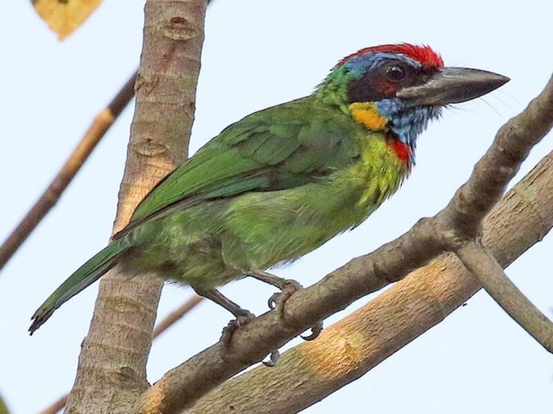 Red-crowned Barbet, Photos 3