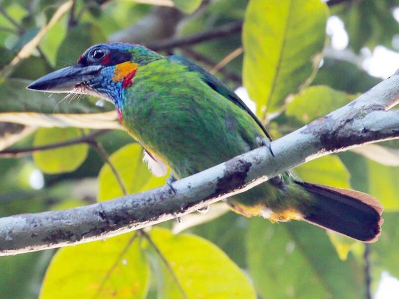 Red-crowned Barbet, Photos 2