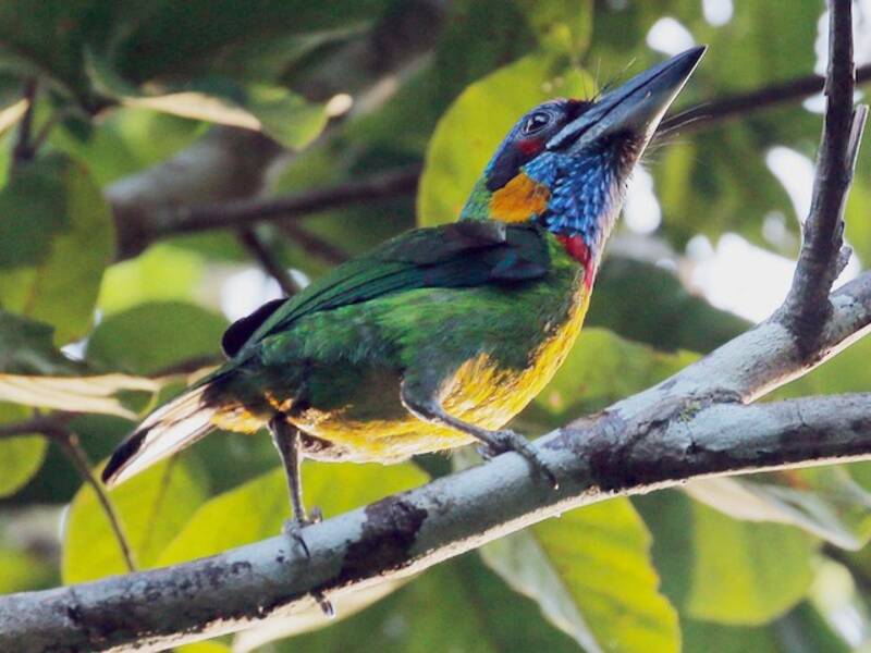 Red-crowned Barbet