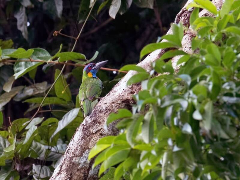 Red-crowned Barbet, Photos 4