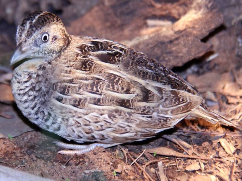 Red-chested Buttonquail (Turnix pyrrhothorax)