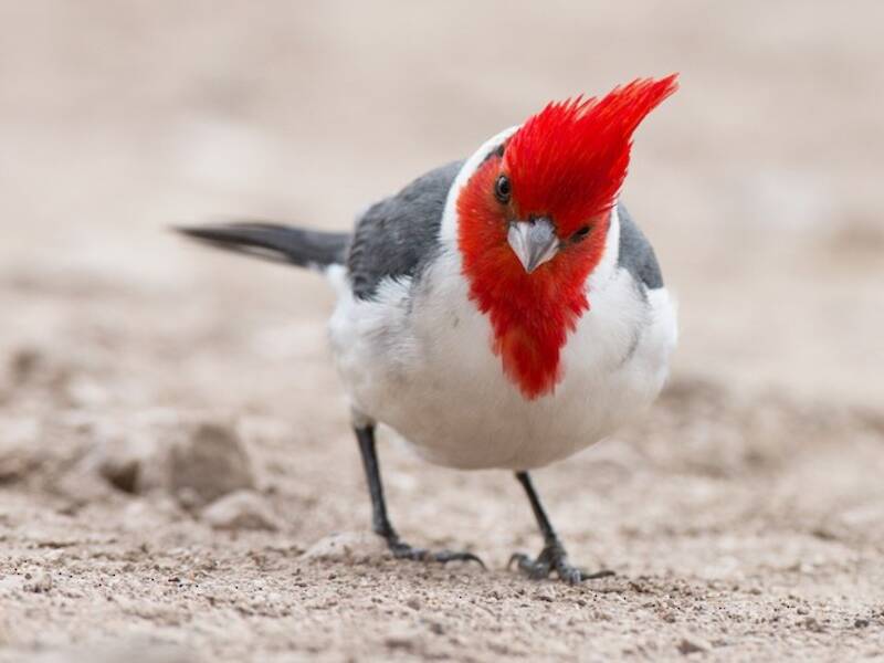 Red-crested Cardinal