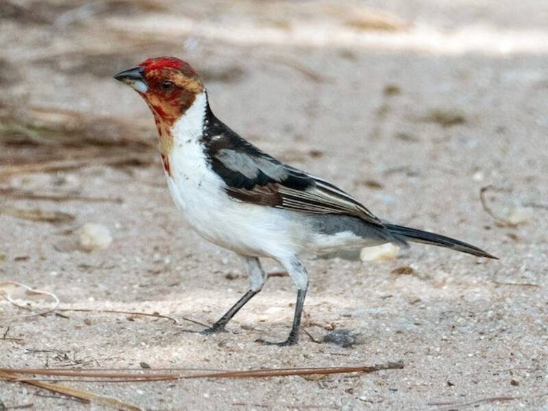 Cardinal à tête rouge