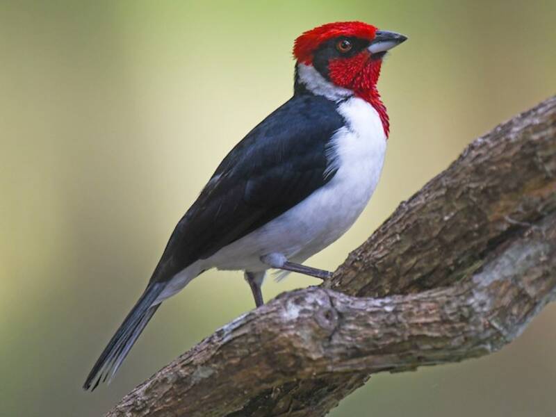 Cardenal enmascarado, Fotos 2