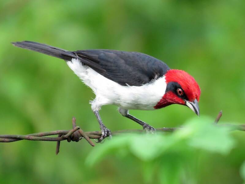 Cardenal enmascarado, Fotos 4