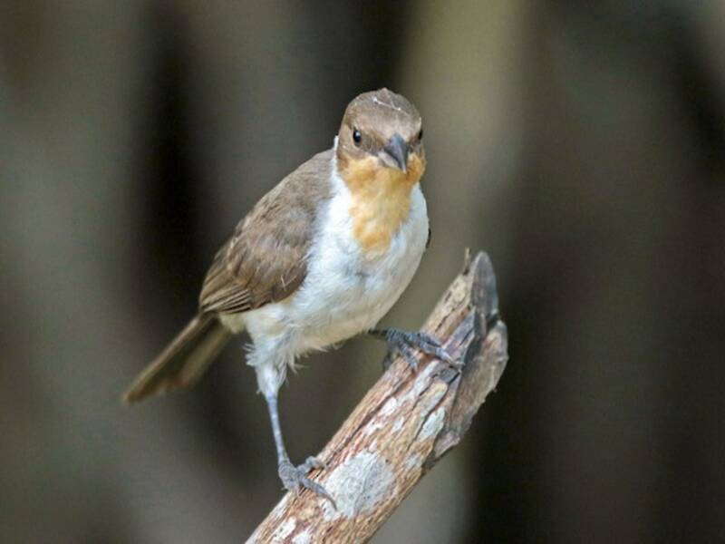 Cardenal enmascarado, Fotos 3