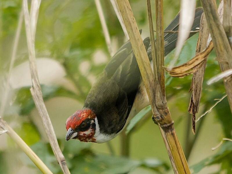 Masked Cardinal