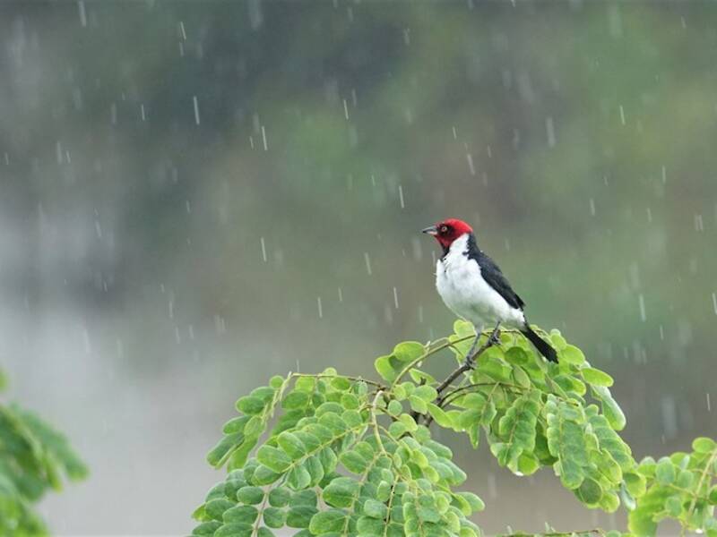 Red-capped Cardinal