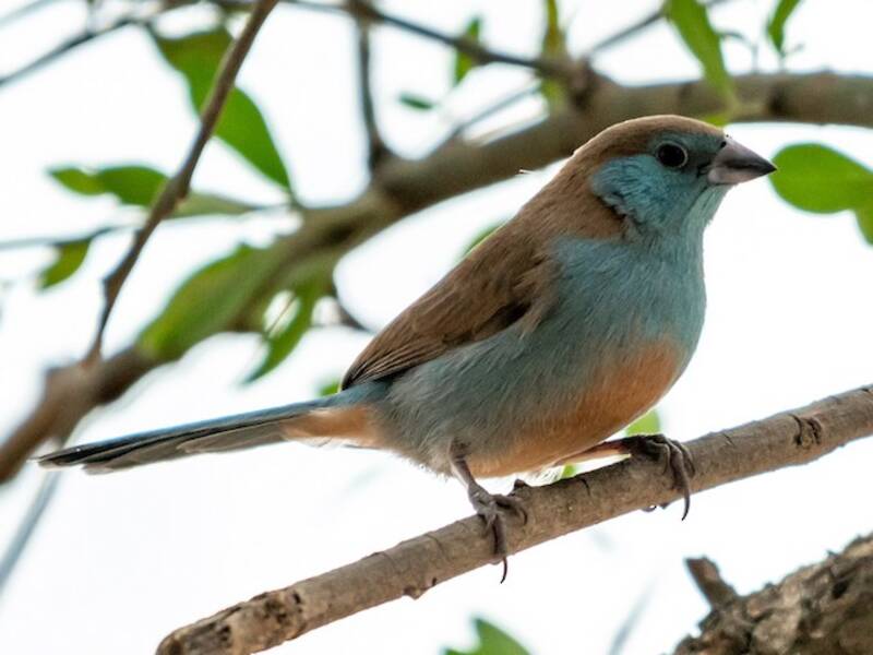 Red-cheeked Cordonbleu (Uraeginthus bengalus)