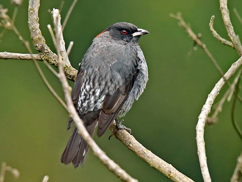 Cotinga Crestirroja, Fotos 4