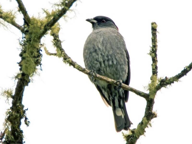Cotinga Crestirroja - Ampelion rubrocristatus