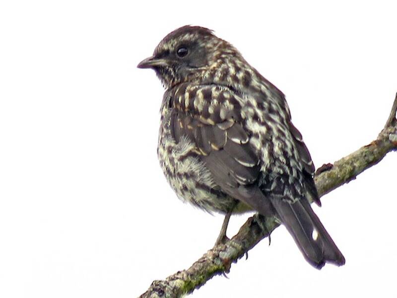 Cotinga Crestirroja, Fotos 3