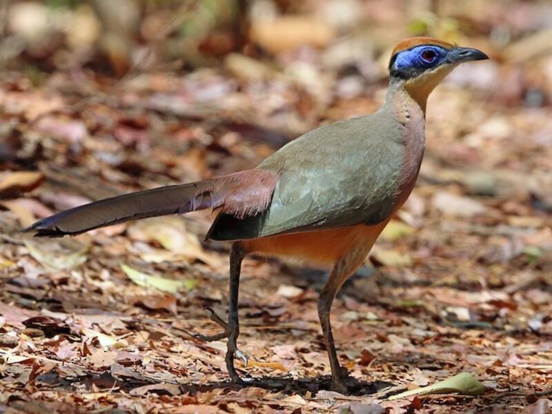 Red-capped Coua, Photos 3