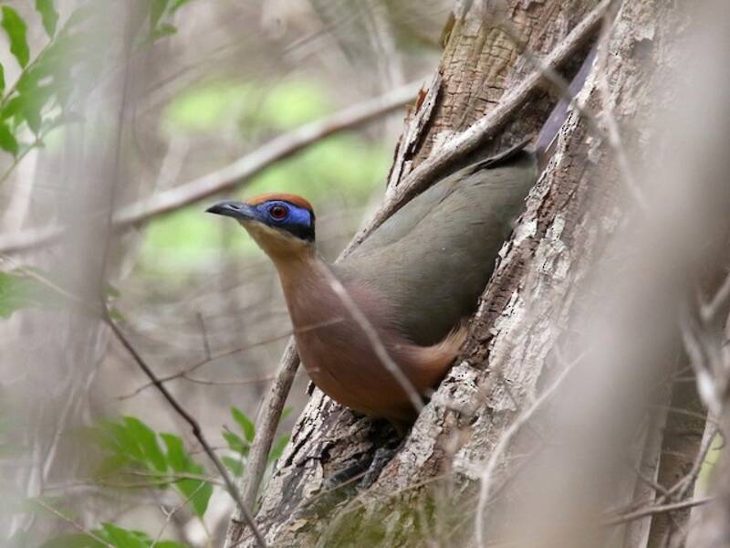 Red-capped Coua, Photos 2
