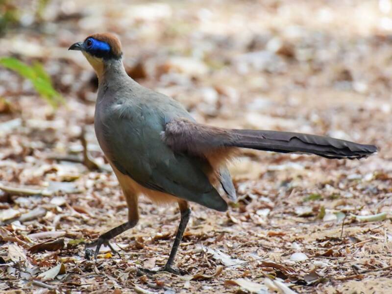 Red-capped Coua