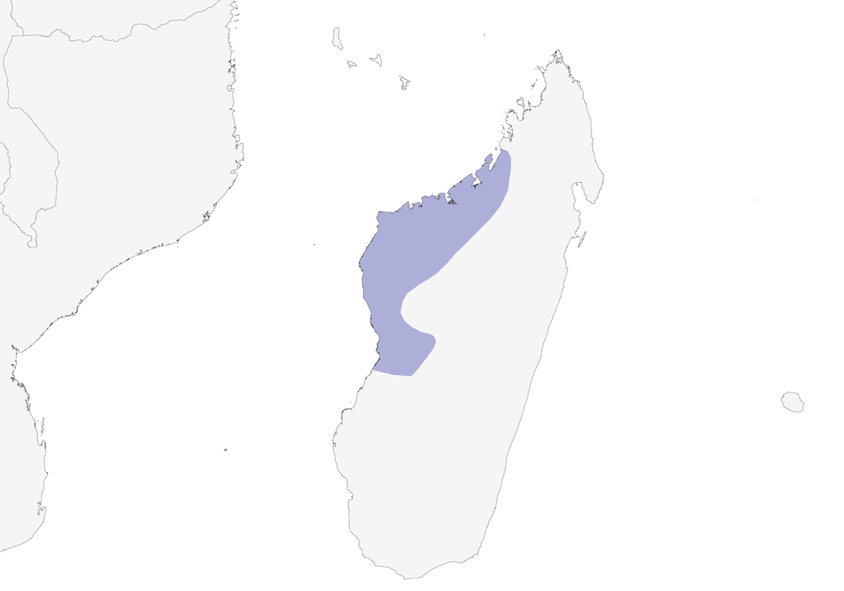 Red-capped Coua, Distribution 1