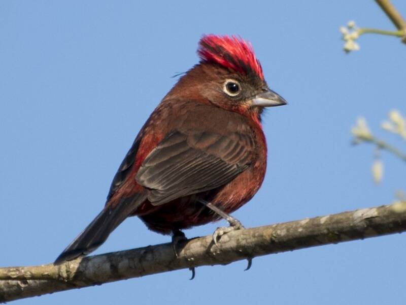 Red-crested Finch