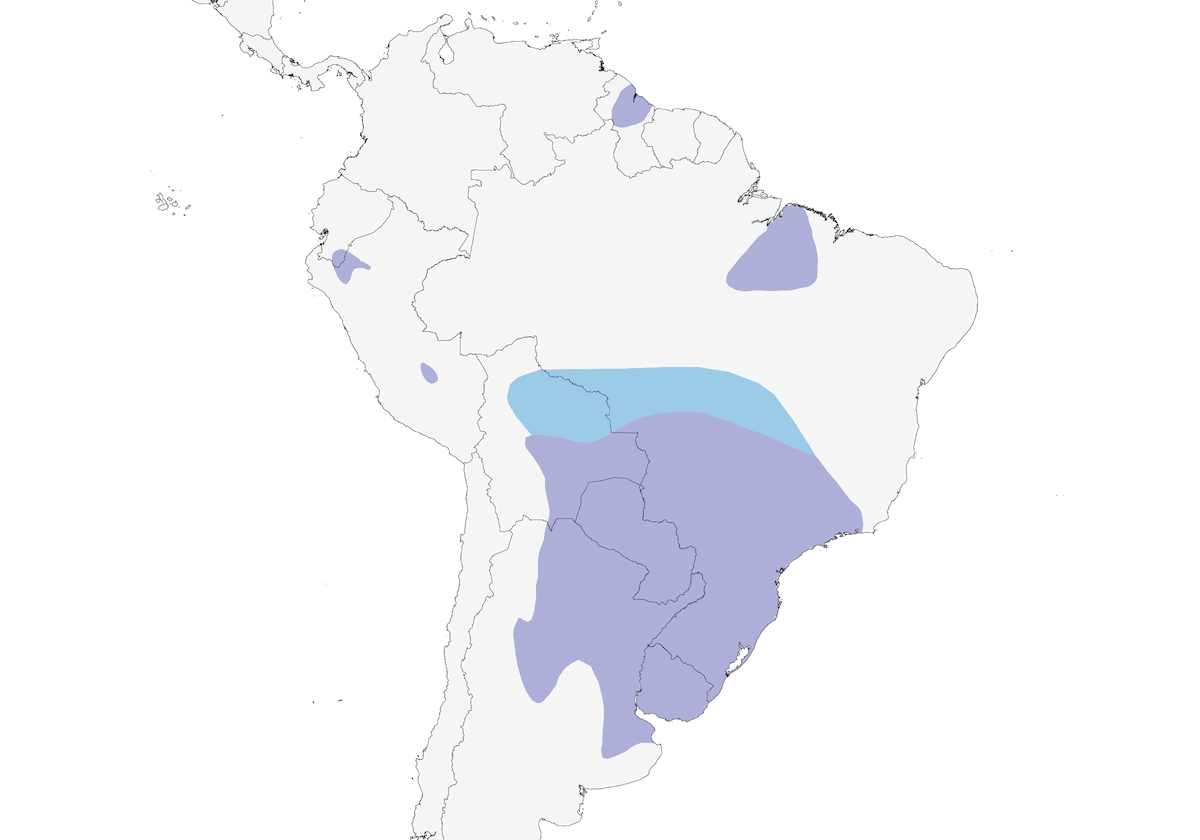 Fringuello ciuffo rosso, Distribuzione 1