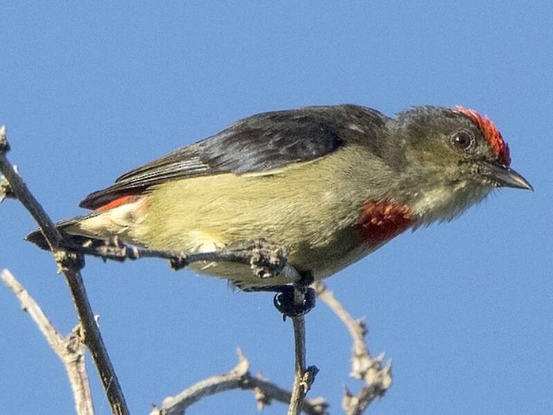 Beccafiore corona rossa, Foto 3