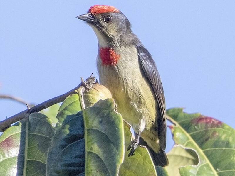 Beccafiore corona rossa, Foto 4