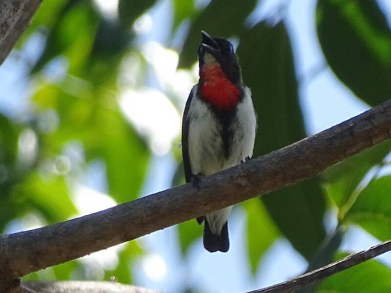 Red-chested Flowerpecker, Photos 3
