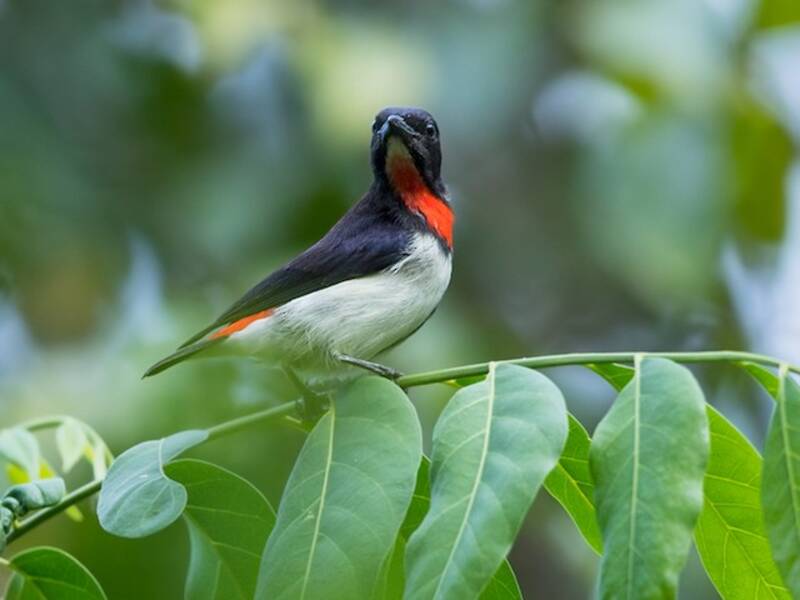Red-chested Flowerpecker, Photos 2