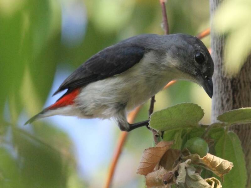 Red-chested Flowerpecker
