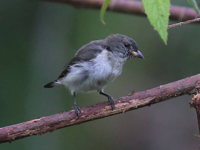 Red-chested Flowerpecker, Photos 4